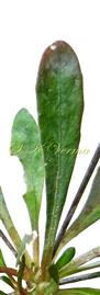   Leaf-Adaxial view